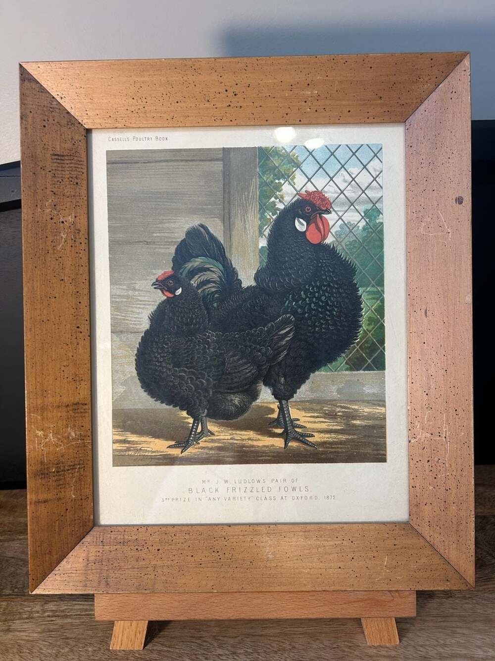 Cassell's Poultry Book Chromolithograph Print Black Frizzled Fowls J.W. Ludlow